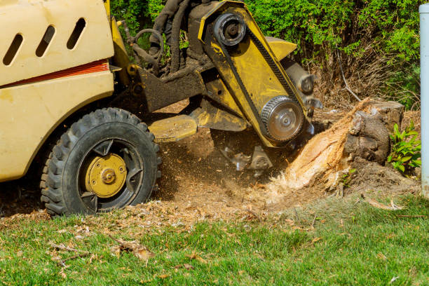 Tree Service Company in Progress Village, FL